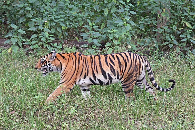 India’s tiger reserves have helped fight climate change