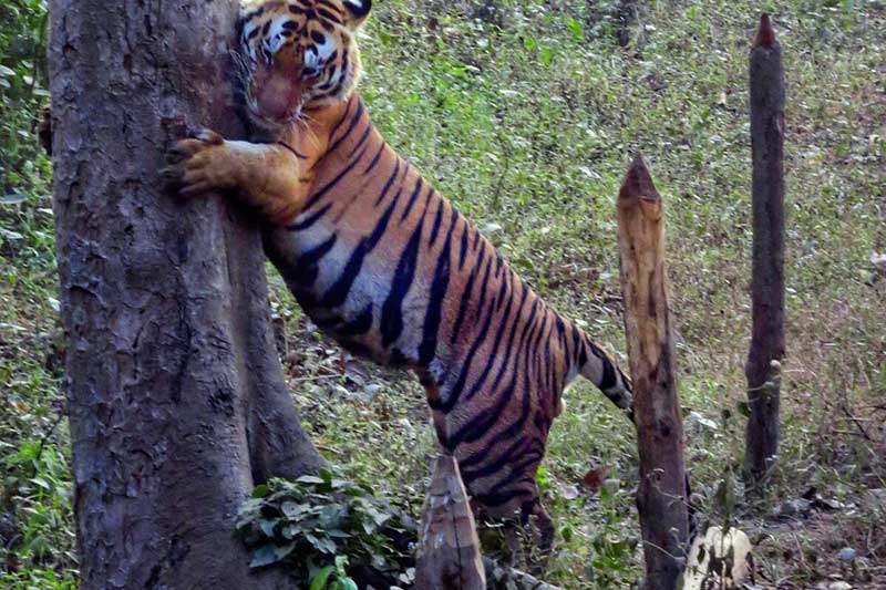 Tiger in Kanha Tiger Reserve. Photo by David Wilcove.