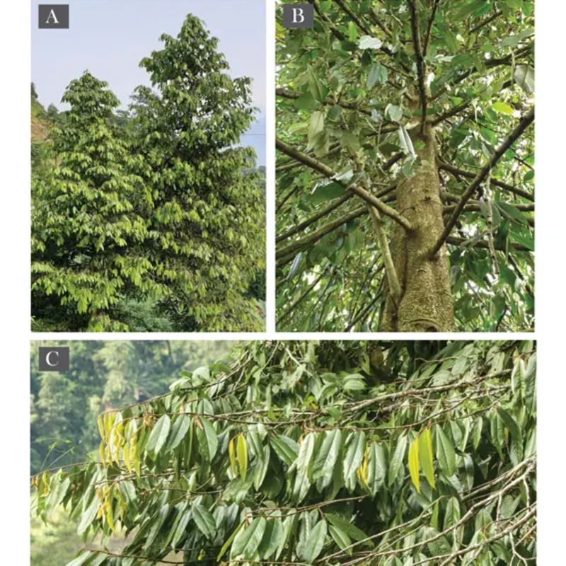 New species of tree discovered in Arunachal Pradesh's biodiversity hotspot