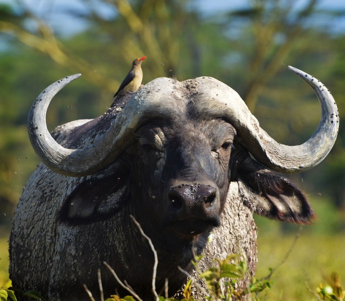 Woman killed in wild buffalo attack in Asaam's Kaziranga