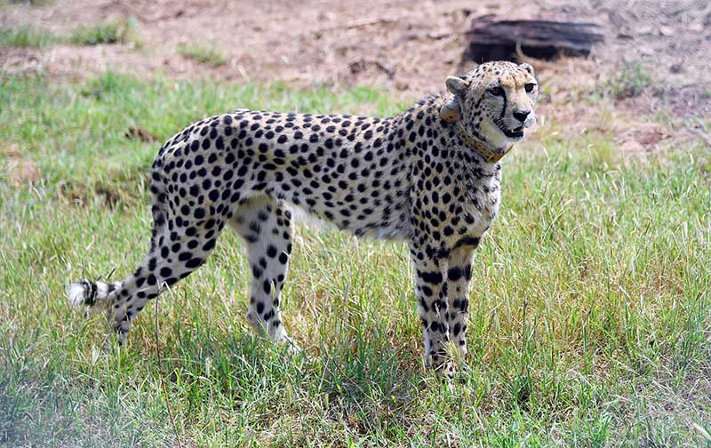 Namibian envoy hopes Kunho cheetahs will adapt to Indian environment