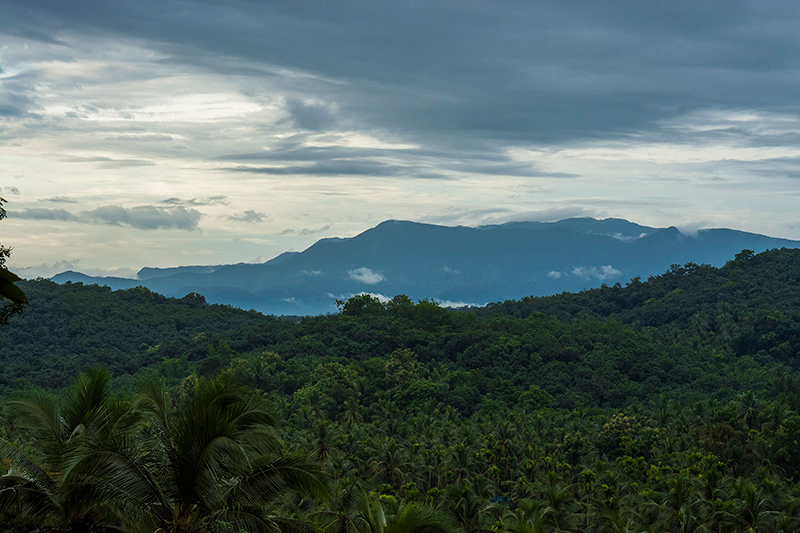 Rainforest cover of Western Ghats in Kerala. (Image by Shagil Kannur/Wikipedia Creative Commons)