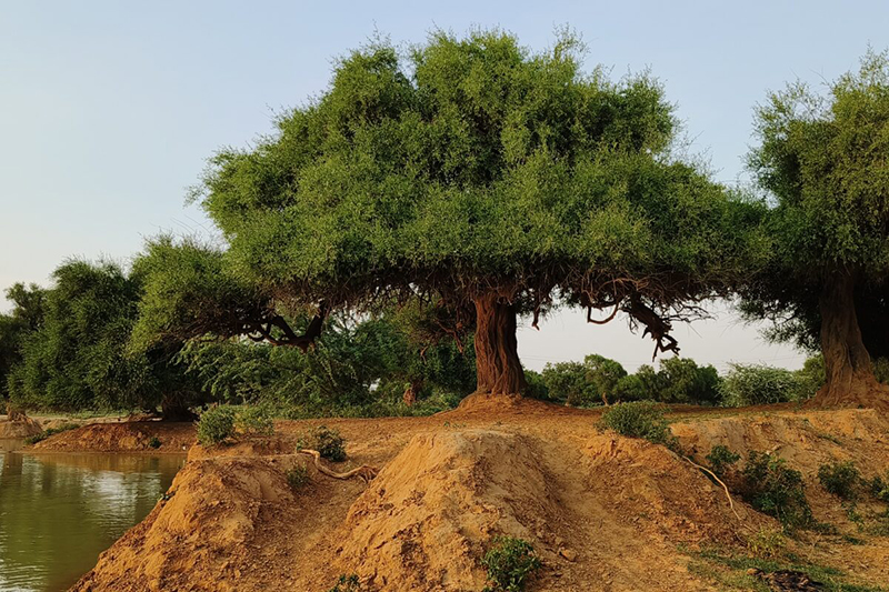 Thaska village in Haryana is home to Salvadora trees. Photo by Sat Singh.