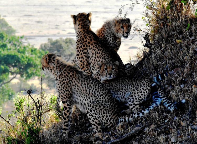 ​South Africa translocates 12 cheetahs to India in a cooperation agreement