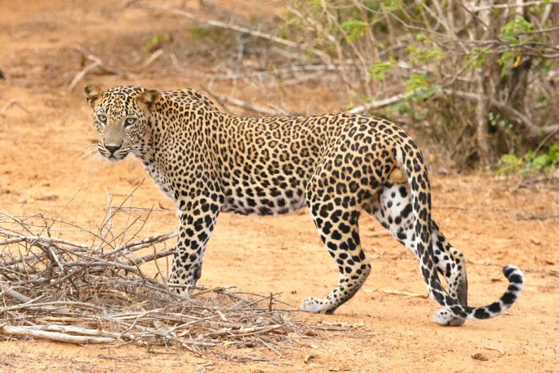 Nashik: Man injured in leopard attack