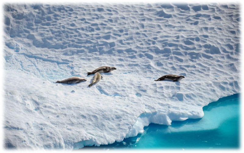 Antarctica records first bird flu case: Reports