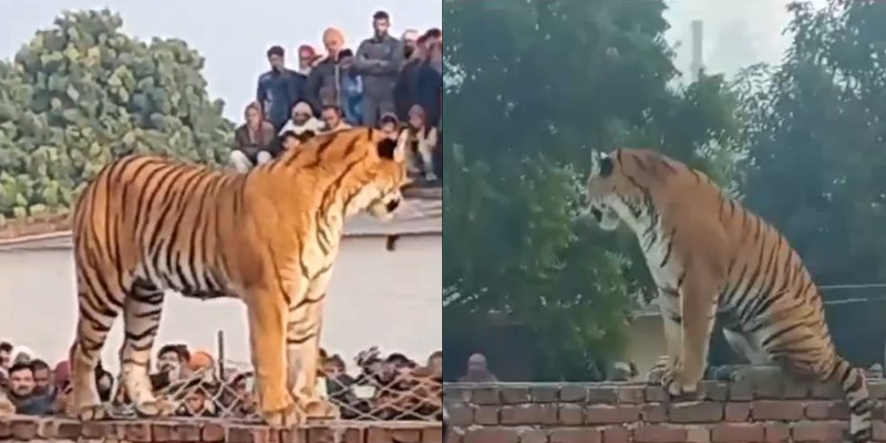 Tigress, resting atop Gurudwara wall in UP's Pilibhit, captivates onlookers with unusual sight