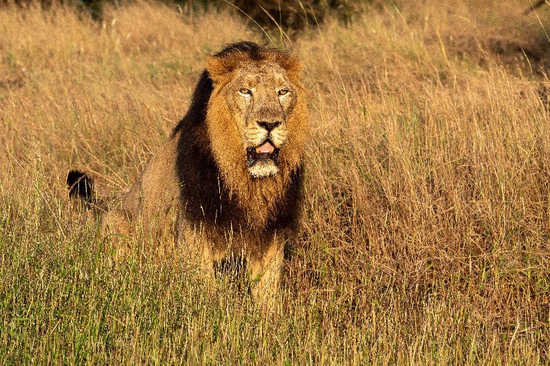 PM Modi praises all those protecting the Asiatic Lion in India on World Lion Day