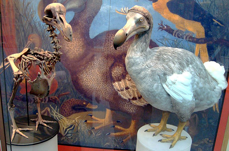 Scientists are planning to bring back Dodo to life, re-introduce them in Mauritius