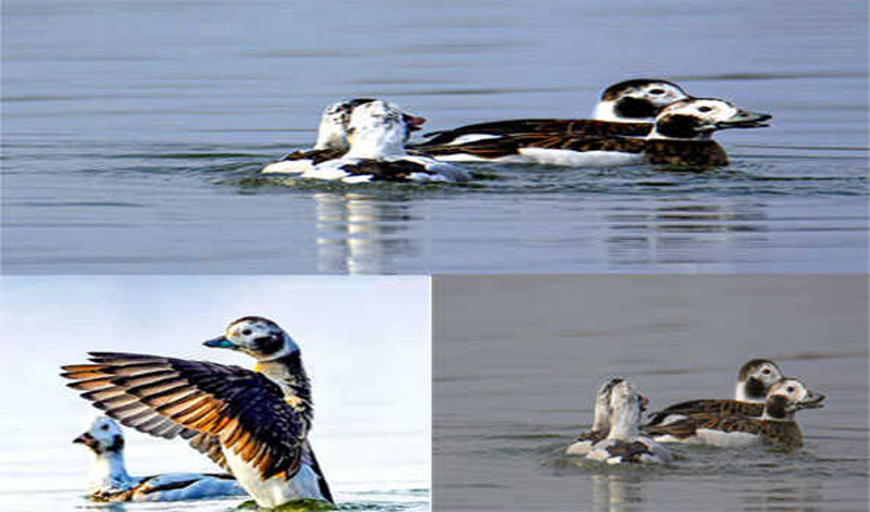 Jammu and Kashmir: Long tailed Duck 'Clangula Hyemalis' sighted in Wular Lake after 84-yrs