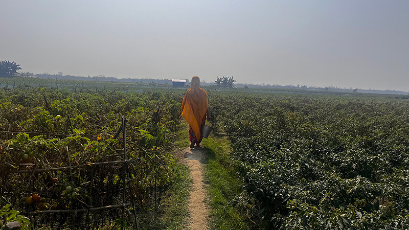 India : A village woman busy in her farmland in Assam. Photo by Meenakshi J. 