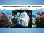 US scientists say coral reefs undergoing fourth global bleaching event
