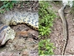 World's largest snake, Ana Julia, found dead in Brazil