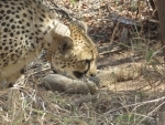 Cheetah 'Gamini' gives birth to 5 cubs in Madhya Pradesh's Kuno National Park