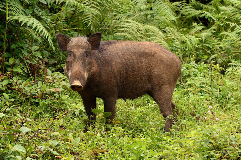 A wild boar in Annamalai hills in the southern Western Ghats. A new study that explores ways to control human-wildlife conflict suggests capture and translocation of wild boars to protected areas as a solution. Photo by P. Jeganathan/Wikimedia Commons.