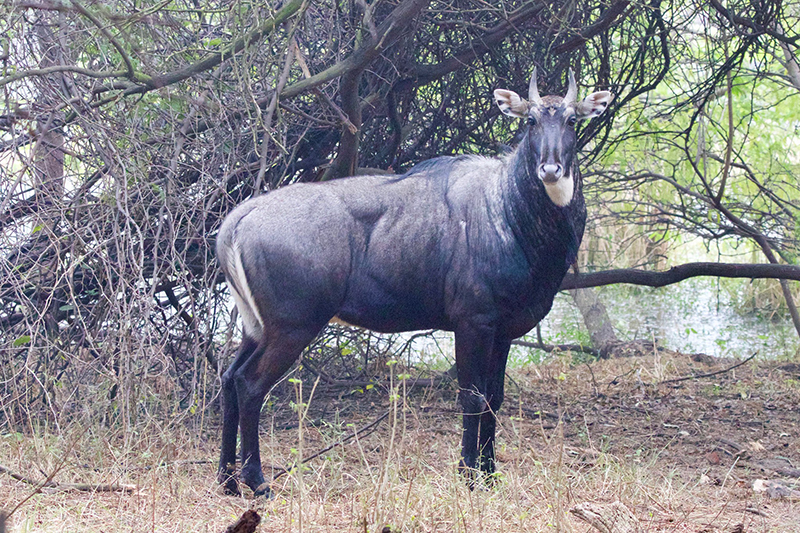 A nilgai at Sultanpur National Park, Haryana. The study proposes capturing nilgai using the boma method for translocation. Photo by Kandukuru Nagarjun/Flickr.