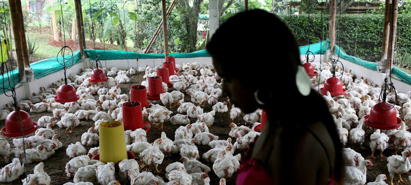 WHO expresses concern over spread of avian influenza to humans
