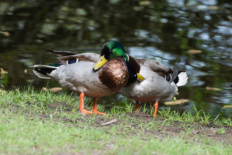 Two male mallard ducks in Hesse, Germany, showing the behaviour of a duck couple. Photo by Norbert Nagel/Wikimedia Commons.