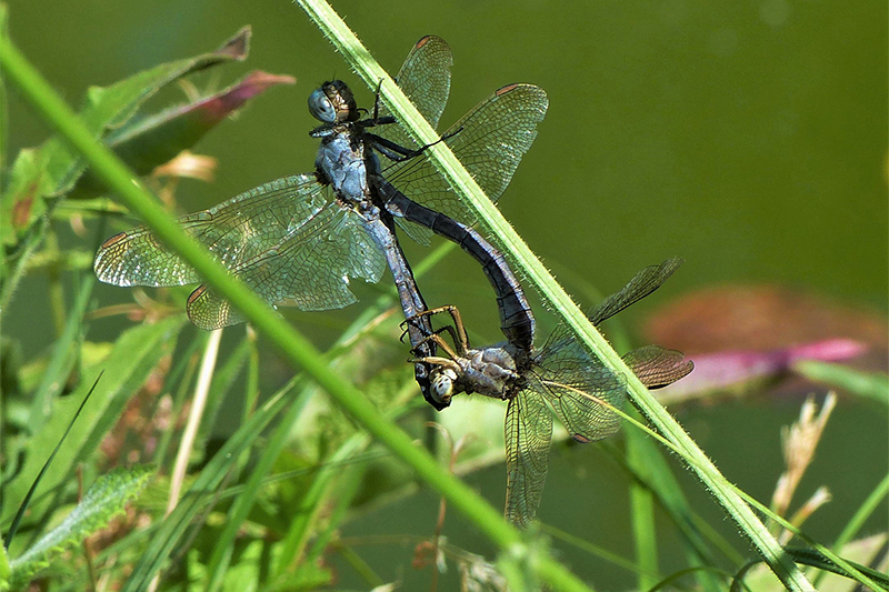 Two male dragonflies in the mating position. For a long time, the prevailing notion was that sexual behaviour in the animal kingdom served solely as a tool for procreation, and that sexual behaviour among the same sex in animals was considered either an error — or was labelled “perverted.” Photo by Ludo Dolu/Flickr.