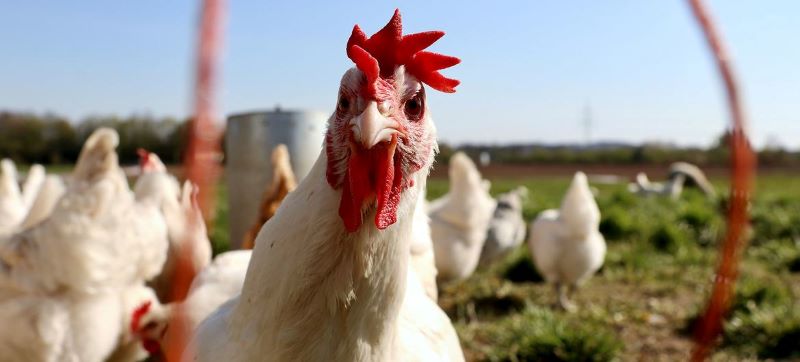 WHO chief confirms there is no sign yet of H5N1 bird flu spreading between humans