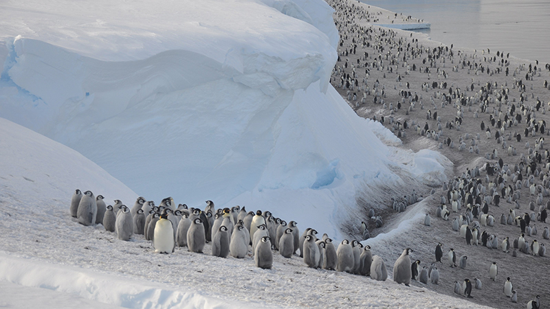 Scientists find four new previously unknown emperor penguin colonies from satellite images of Antarctica