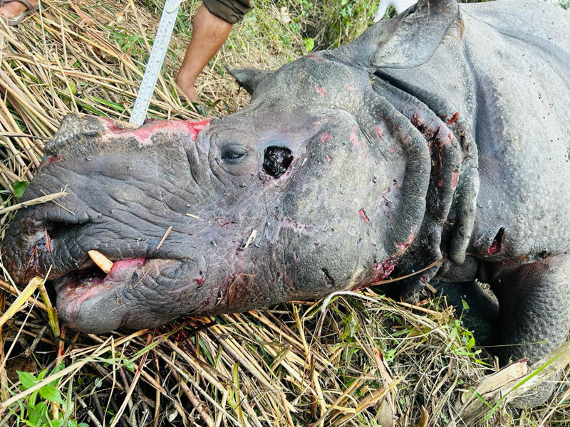 Rhino dies due to infighting with another male rhino in Assam's Kaziranga