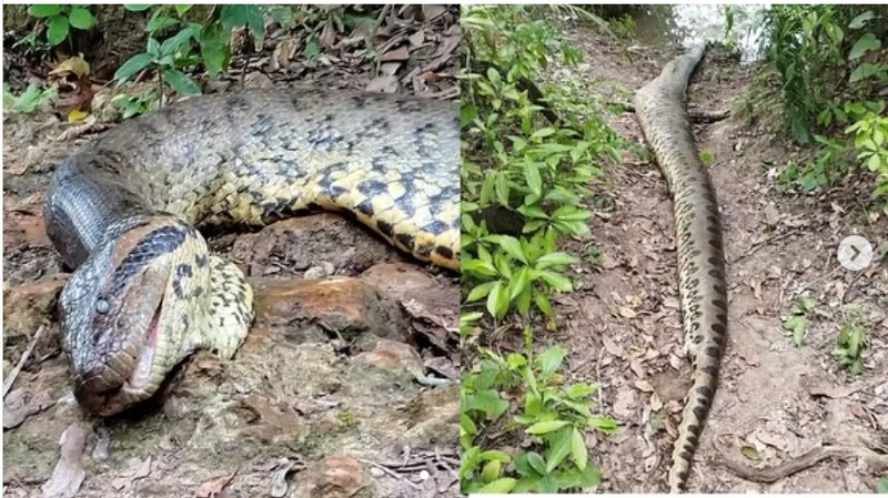 World's largest snake, Ana Julia, found dead in Brazil