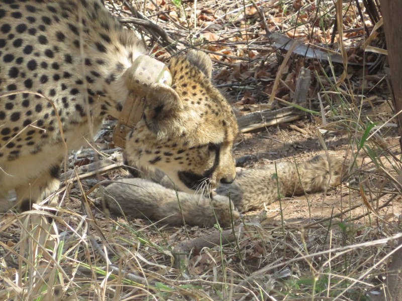 Cheetah 'Gamini' gives birth to 5 cubs in Madhya Pradesh's Kuno National Park