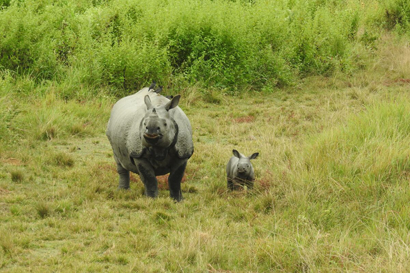 A rhino with its newborn calf. Frequent courtship and mating among translocated rhinos were noticed, resulting in 38 calves, bringing the current population at Manas to 50. Photo by Deba Kumar Datta/WWF.