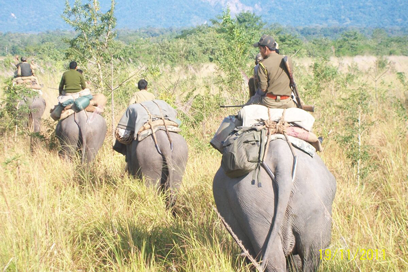 Forest guards patrol on elephants at Manas national park. The study says that rhino translocation help build Manas due to improved infrastructure, better anti-poaching efforts, etc. Photo by Deba Kumar Datta/WWF.