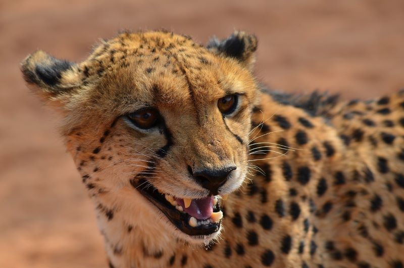 10th Cheetah dies at Kuno National Park in Madhya Pradesh