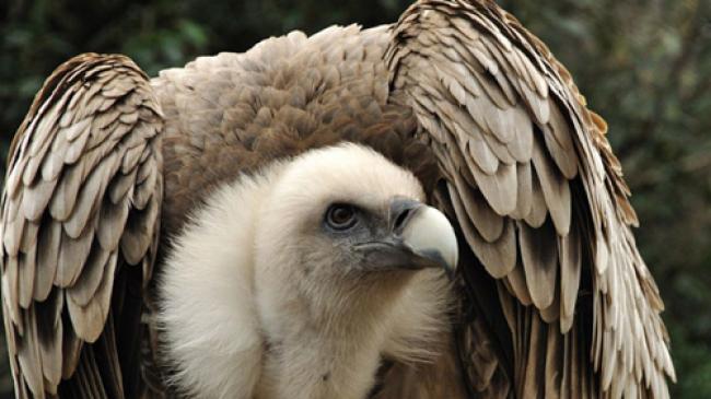 Vulture is a patient bird