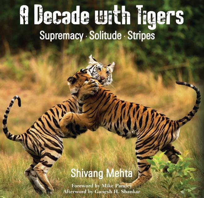 A Decade with Tigers: Wildlife photographer Shivang Mehta documents the majesty of the Royal Bengal Tiger 
