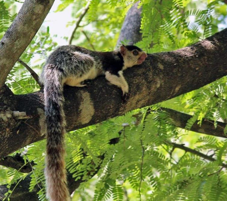 The clear and present danger to India's grizzled giant squirrel 