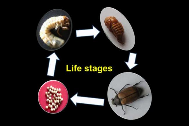 (Clockwise) Egg, larva, pupa and adult stages of a white gub beetle. A major portion of the white grub beetleâ€™s life cycle is spent underground and the adult comes out only for two or three weeks to mate. Chart provided by AINPSAP.