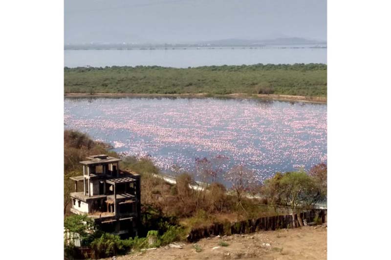 A layer of pink dots Navi Mumbai’s wetlands. These urban habitats are home to several species of birds, amphibians, and other wildlife. Photo from Sunil Agarwal.