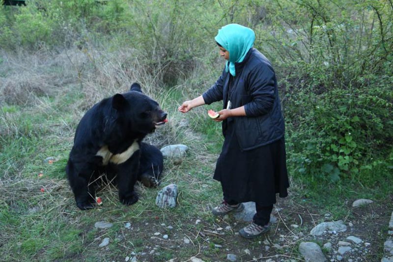 Mir feeding a rescued bear. Photo by Wildlife SOS.