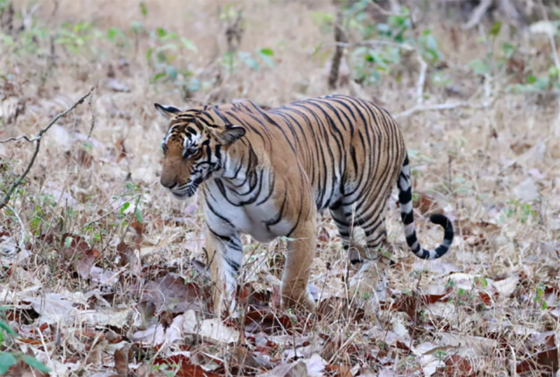Kolkata elocutionist conceptualises documentary Bagher Din for Global Tiger Day observation this year