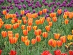 Jammu and Kashmir: Indira Gandhi Memorial Tulip Garden enters World Book of Records
