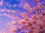 Jammu and Kashmir: Srinagar will now have a Japanese Cherry Blossom Theme Garden