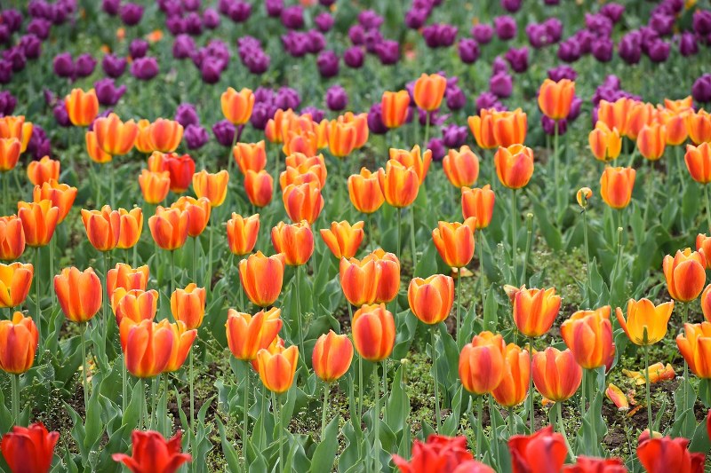 Jammu and Kashmir: Indira Gandhi Memorial Tulip Garden enters World Book of Records