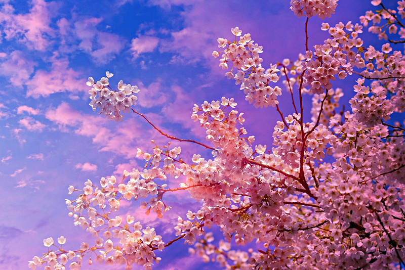 Jammu and Kashmir: Srinagar will now have a Japanese Cherry Blossom Theme Garden