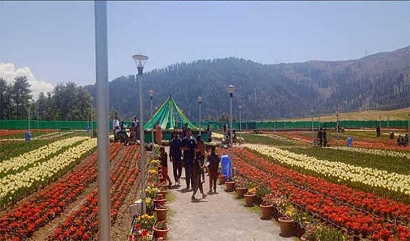 Tulips leave visitors amazed in Jammu and Kashmir's Sanasar Garden visitors