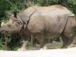 Another one horned rhino poached in Assam