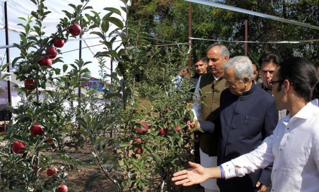 Young Kashmiri entrepreneur develops J&K's first-ever high-density apple orchard