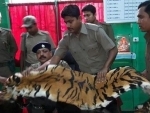 WB: Royal Bengal Tiger's skin recovered in Alipurduar, wild elephants kill 4 in Burdwan