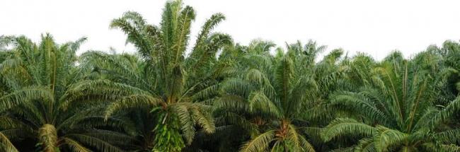 Palm oil politics: Liberian land rights defenders on the run after threats from police