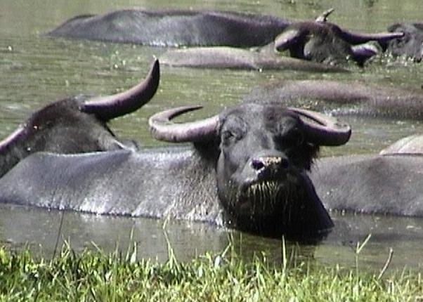 Poor Bihar woman sells her buffalo to construct toilet at home