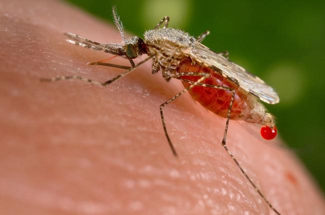 Dengue Malaria larvae found in Kolkata's top schools