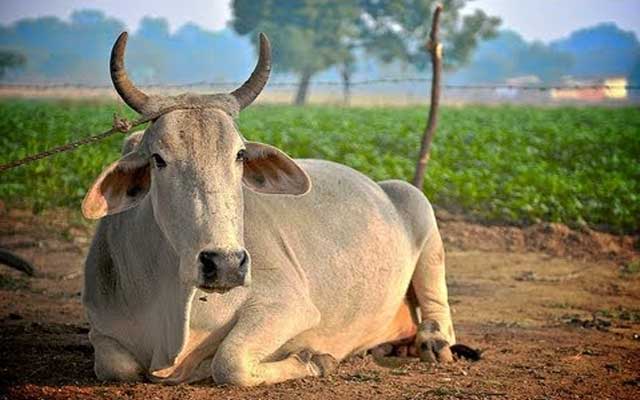 Jharkhand: Cow-related lynching reported from Giridih district